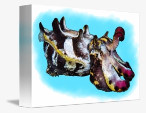 Flamboyant Cuttlefish By Roger Hall Download - Metasepia Pfefferi #76164