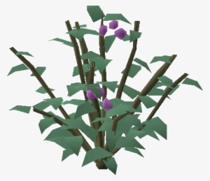 Cadava Bush - Rose #76346