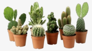 Cactus Plant Png Clipart - Cactus Plant Png #76739