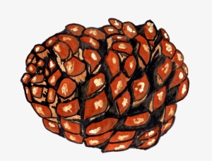 Pine Cones, Pine, Watercolor, Isolated, Handpainted - Drawing #77097