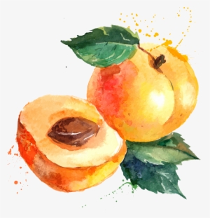 Svg Library Stock Eat Seasonably Eating Food Apricot - Apricot Fruit Wine Bottle Labels #77398