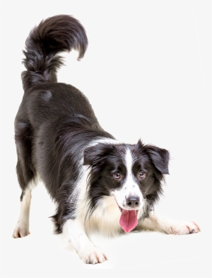 When To Start Vaccinating Your Pet - Border Collie Dog Png #78218