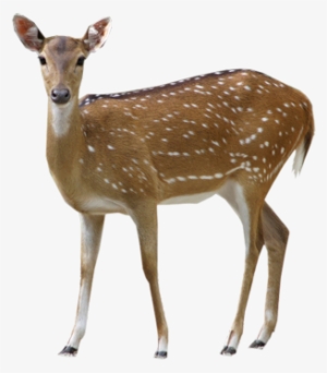 Deer Png Clipart - Deer Png #78421