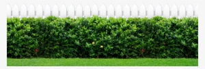 Green Bush In Front Of A Fence - Kennedy Space Center #78603