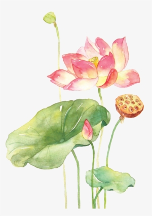 Vẽ Hoa Sen Bằng Màu Nước #79123