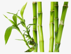 Bamboo Png - Tiges De Bambou #79464