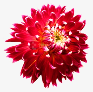 Blue Cornflower Clip Art - Dahlia Png #79497