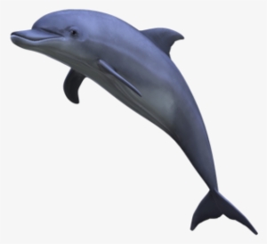 Free Images Toppng Transparent Banner - Dolphins Png #79498