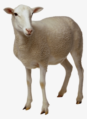 Looking Transparent Stickpng Download Image Transparent - Sheep Png #79596