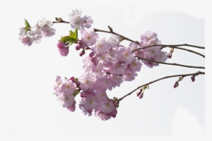Cherry Tree Branch Png #79710