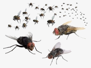 Fly Png Free Download - Flies Png #79827