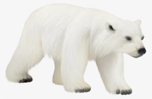 Polar White Bear Png - Polar Bear #79910