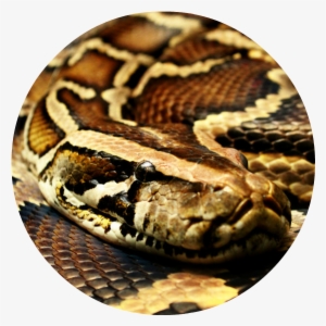 Burmese Python Wallpaper 1 - مار پیتون برمه #702266