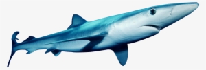 This Png Image - Blue Shark Transparent #705583