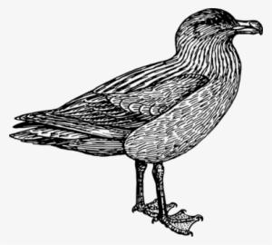 European Herring Gull Water Bird /m/02csf Goose - /m/02csf #708412