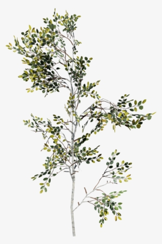 Paper Birch Sapling #7000790