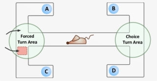 T Maze Design Each Arm Of The Maze Has Been Labelled #7001436