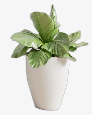 Florero Png #7002025