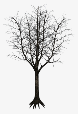 Isolated Tree, Tree, Tribe, Aesthetic, Branches #7002026