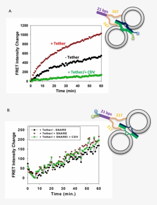 Dna Lipid Tethers #7003287