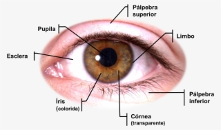 Anatomia Dos Olhos #7005886
