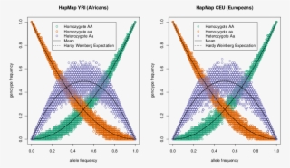 Demonstrating Hardy-weinberg Proportions Using 10,000 #7008565