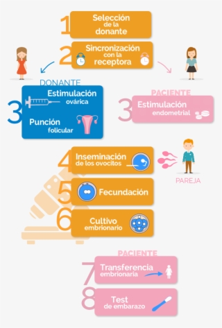 Fases De La Fecundación In Vitro Con Ovodonación Y #7010127