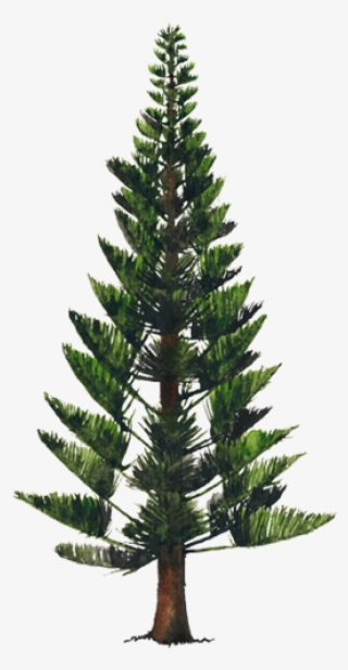 Pino Png #7010894 Pino Png #7010894