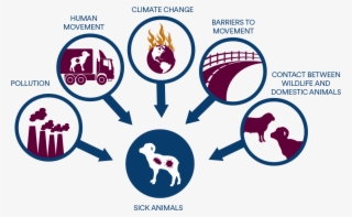 Disease Ecology #7012760