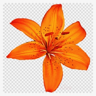 Orange Clipart Orange Lily Redes De Colaboración Clip #7016611