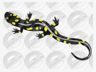 Amphibian Clipart Salamander #7021073