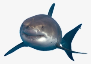 Shark.png #7023786