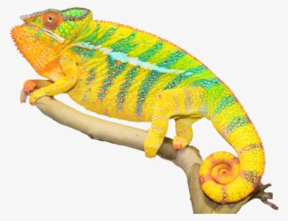 Chameleon Png Photos #7025250