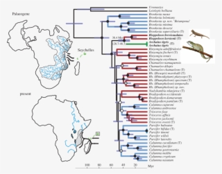 Bayesian Chronogram Of Chameleon Phylogenetic Relationships #7025644