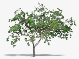 Almond Png #7027759 Almond Png #7027759