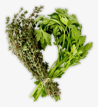 Herbs - People - #7029630