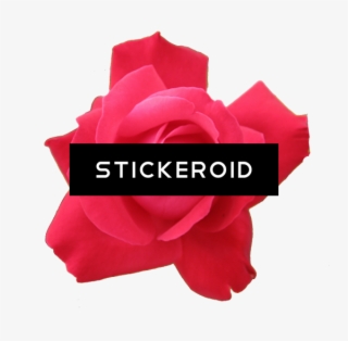 Red Rose Flowers #7030394