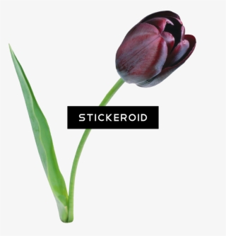 Tulip Flower #7032654