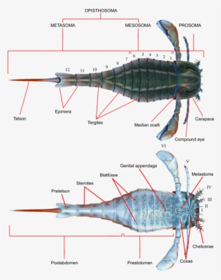 Eurypterus Anatomy #7035229