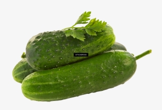 Cucumber #7036930