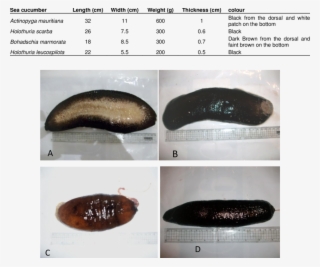 Morphometric Analysis Of The Investigated Sea Cucumbers #7037185