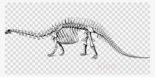 Dinosaur Bones Clip Art Clipart Tyrannosaurus Stegosaurus - Free ...