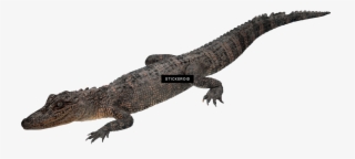 Crocodile Gator #7039638