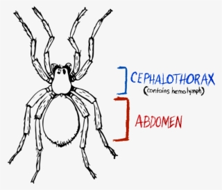 Spider, Spider Anatomy, Hydraulic Spider #7042112