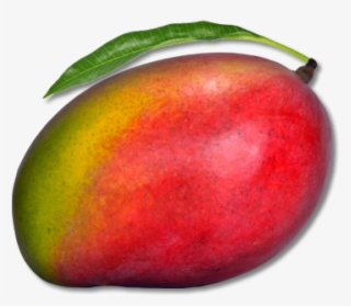 Mango Png Free Download #7042623