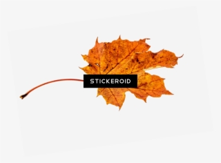 Autumn Brown Leaf #7045709 Autumn Brown Leaf #7045709