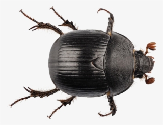 Black Beetle Png Transparent #7047447