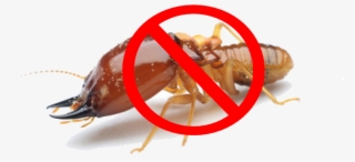 Termite #7049721