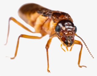 Long Lasting Termite Elimination #7049787