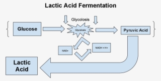 Lactic Acid Fermentation Equation #7056515